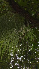 Rhipsalis baccifera