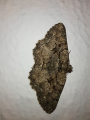 Peribatodes ilicaria