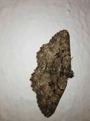 Peribatodes ilicaria