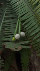 Rhipsalis baccifera