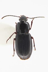 Pterostichus vernalis