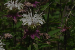 Monarda stipitatoglandulosa