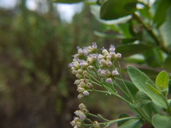 Pluchea tomentosa