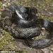 Gray Ratsnake - Photo (c) Todd Pierson, some rights reserved (CC BY-NC-SA)