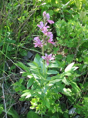 Dictamnus dasycarpus