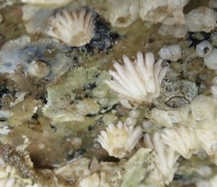 Semibalanus cariosus