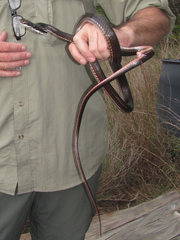 Masticophis taeniatus girardi