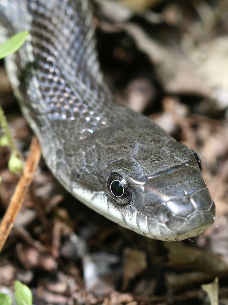 Culebra Ratonera Gris Pantherophis Spiloides Naturalista