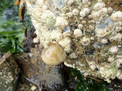 Semibalanus cariosus