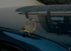 Phoenicurus ochruros