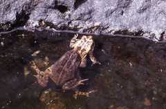 Sclerophrys gutturalis