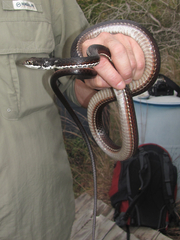 Masticophis taeniatus girardi
