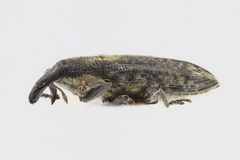 Lixus subtilis
