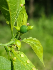 Celticecis celtiphyllia