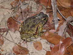 Sclerophrys garmani