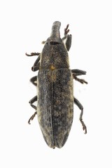 Lixus subtilis