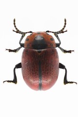 Entomoscelis suturalis