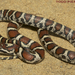 Eastern Milksnake - Photo (c) Todd Pierson, some rights reserved (CC BY-NC-SA)
