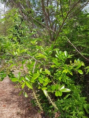 Mundulea sericea image