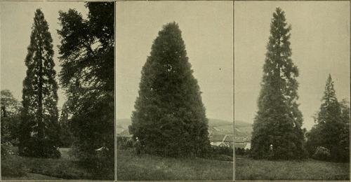 Daba torreya (Torreya fargesii)