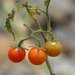 Tomate Cherry - Photo (c) 葉子, algunos derechos reservados (CC BY-NC-ND), uploaded by 葉子