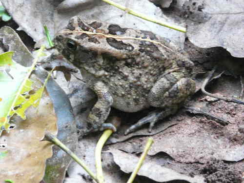 Sclerophrys regularis
