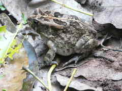Sclerophrys regularis