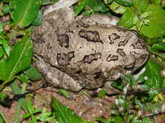 Sclerophrys regularis
