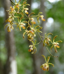 Encyclia alata