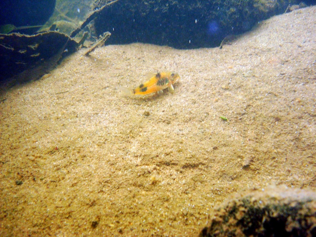 Olive cory (Corydoras ehrhardti) — Callichthyidae