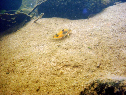 Olive cory (Corydoras ehrhardti) — Callichthyidae