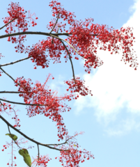 Brachychiton acerifolius