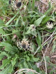 Plantago lanceolata