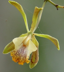 Encyclia alata