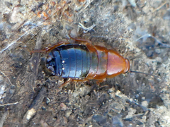 Parcoblatta desertae