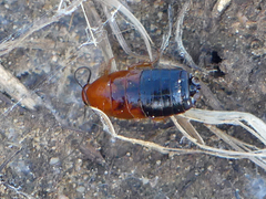 Parcoblatta desertae