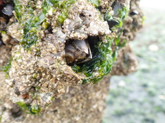 Semibalanus cariosus