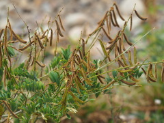 Tephrosia noctiflora