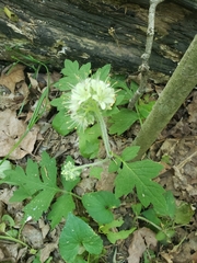Hydrophyllum macrophyllum