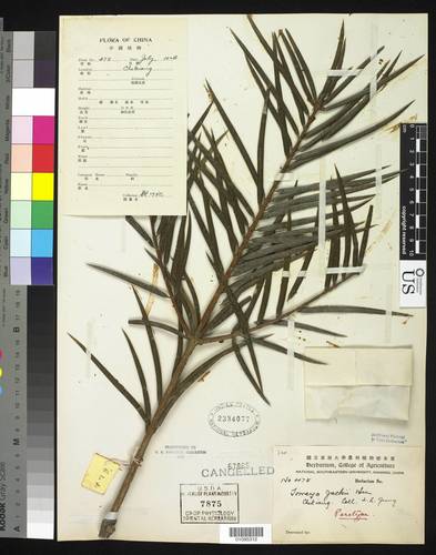 Jack's torreya (Torreya jackii)