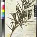 Jack's Torreya - Photo (c) Smithsonian Institution, National Museum of Natural History, Department of Botany, some rights reserved (CC BY-NC-SA)