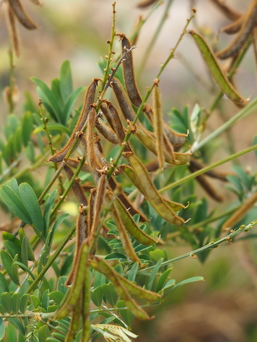 Image of Tephrosia noctiflora by no rights reserved