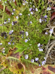 Veronica serpyllifolia