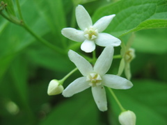 Vincetoxicum ascyrifolium