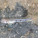 Dash Goby - Photo (c) Kevin Bryant, some rights reserved (CC BY-NC-SA)
