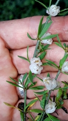 Pollichia campestris