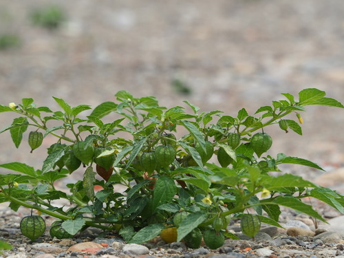 Physalis angulata