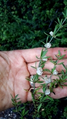 Pollichia campestris