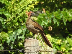 Ortalis ruficeps