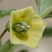 Cutleaf Groundcherry - Photo no rights reserved, uploaded by 葉子
